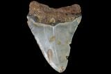 Bargain, Fossil Megalodon Tooth - North Carolina #91667-2